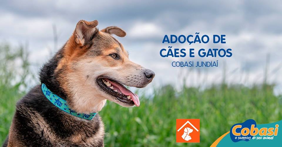 Animais abandonados em Jundiaí recebem ajuda da Cobasi